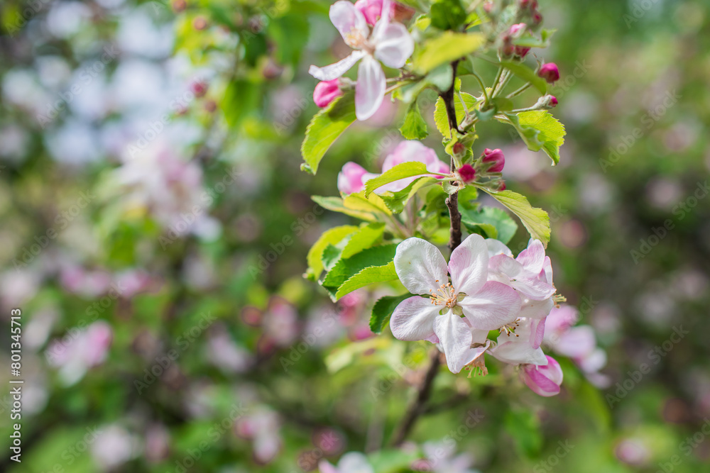 Apples Garden blossom. Concept of flora and gardening. Beautiful white flowers Apples Garden blossom. Concept of flora and gardening. Beautiful white flowers