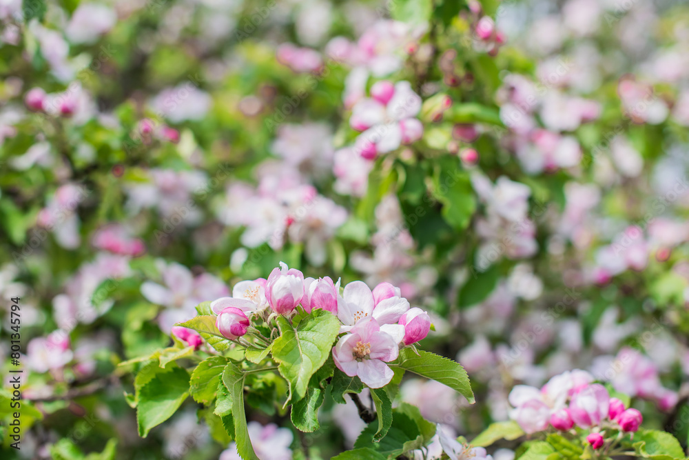 Apples Garden blossom. Concept of flora and gardening. Beautiful white flowers Apples Garden blossom. Concept of flora and gardening. Beautiful white flowers