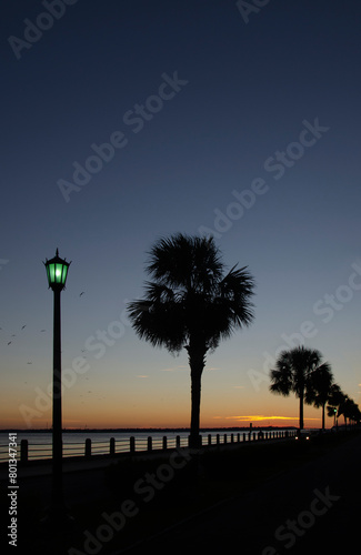 USA, South Carolina, Charleston, Silhouettes of palm trees near Ashley River at sunset photo