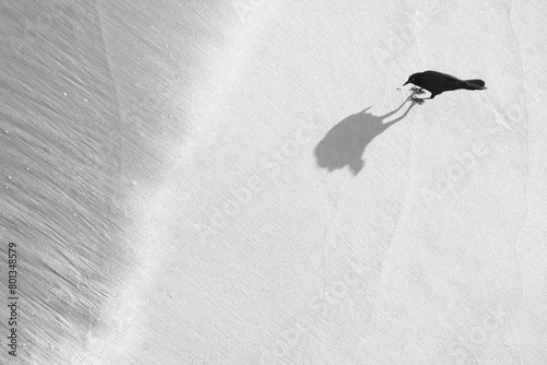 Overhead view of Grackel casting shadow on white sand photo