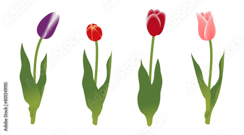 Beautiful tulip blossom flowers. red  purple  orange  yellow  pink. vector illustration isolated on white background.
