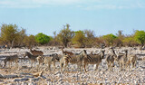 Large herd of Zebra on the Etosha Palins with kudu in the background