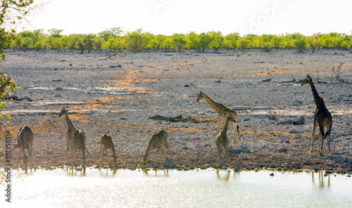 A large herd of 8 Giraffe taking a drink at a waterhole, som have there legs bent and heads down while drinking.