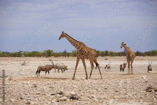A group of safari animals on the open dry plains in Etosha with two giraffe in the foreround