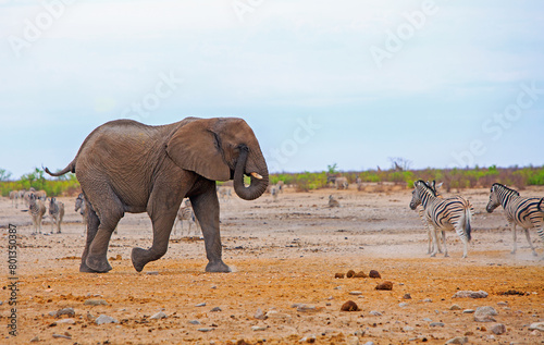 Close uo of an African Elephant with trunk curled up and rubbing his eye. There are several zebra in front of the elephant, walking away from a waterhole -