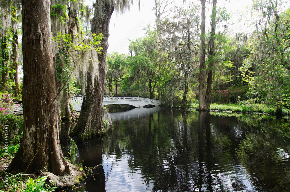 USA, South Carolina, Charleston, White Bridge at Magnolia Plantation USA, South Carolina, Charleston, White Bridge at Magnolia Plantation
