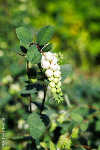 Berries of the snowberry bush close-up.