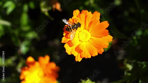 Bee on a orange flower (slow-motion, close-up)