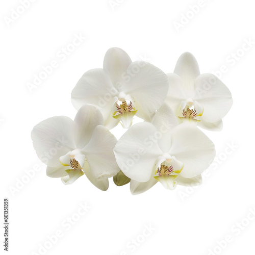 white orchid isolated on white © Anum