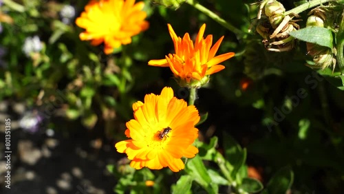 small insect on orange flower (slow-motion, close-up)