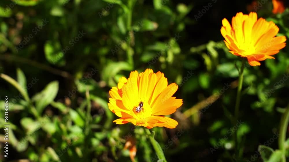 small insect on orange flower (slow-motion, close-up) small insect on orange flower (slow-motion, close-up)