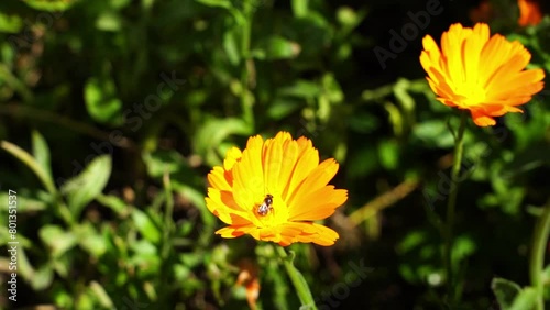 small insect on orange flower (slow-motion, close-up)
