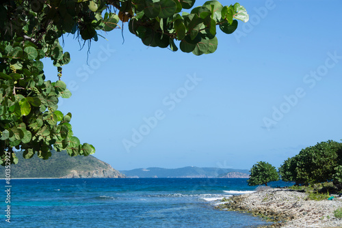 USA, Virgin Islands, St. John, Sea Grapes overhang view of Friis Bay photo