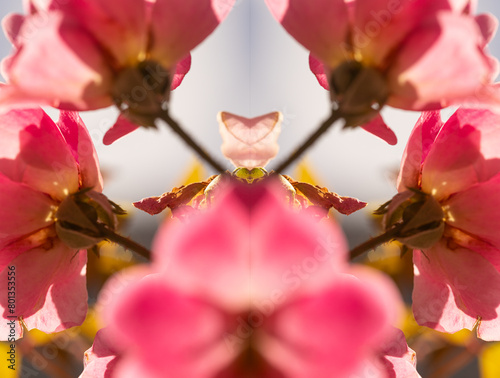 Roseira produzindo rosas cor-de-rosa desabrochadas e também rosas em botão. Flor tradicional de jardim. photo