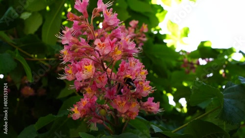 Bumblebee on a horse chestnut flower (slow-motion, close-up)