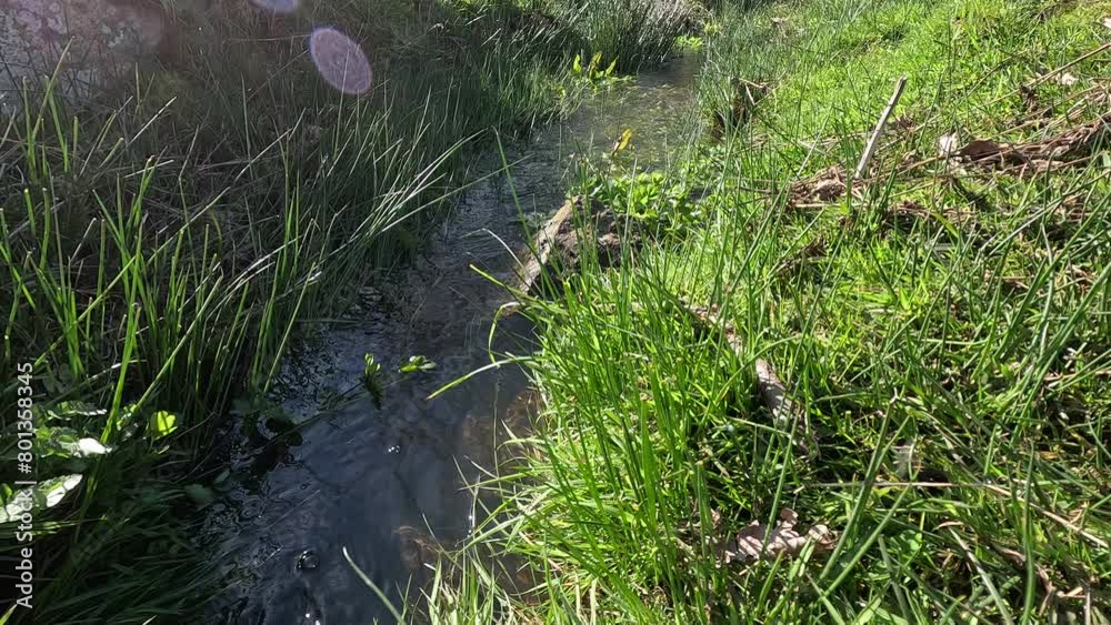 Small clear water steam in a meadow Small clear water steam in a meadow