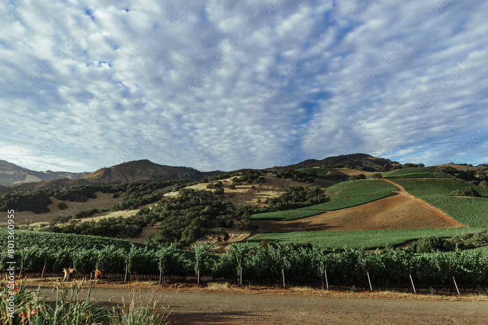 Fototapeta premium California, Sonoma