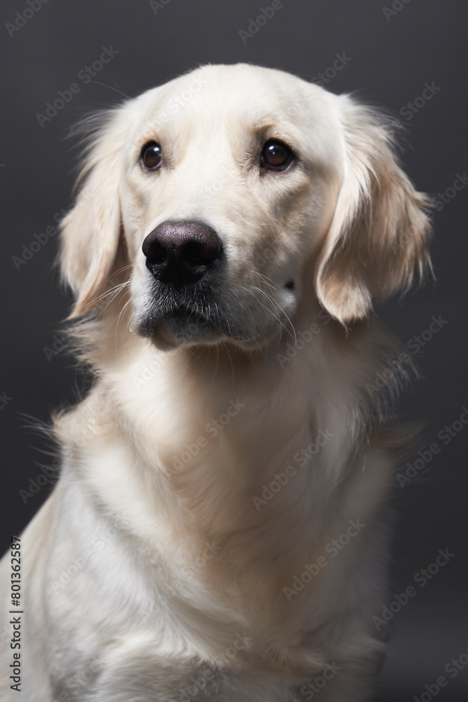 Studio portrait of mixed breed Retriever Studio portrait of mixed breed Retriever