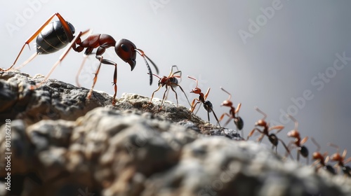 With an ants head, the boss underscores hard work and organization, driving the collective towards common objectives, business concept