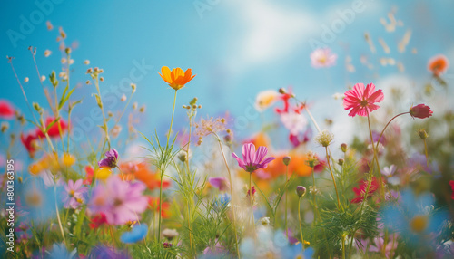 Summer flowers on a meadow in sunny day