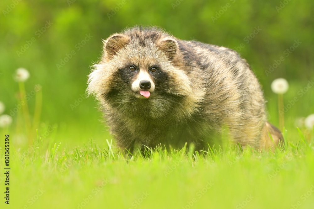 Common raccoon dog Nyctereutes procyonoides meadow Chinese Asian field ...