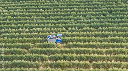 Aerial view from the side of a super-intensive olive harvester picking olives from an intensive olive tree plantation. Olive harvester specially designed for super-intensive plantations, Spain