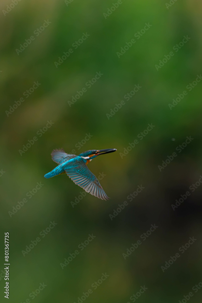 Fototapeta premium カワセミ