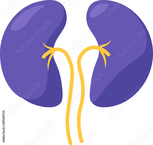 Healthy human kidney system icon. Part of urinary system, medical stroked cartoon element for modern and retro design. Simple color vector pictogram isolated on white background