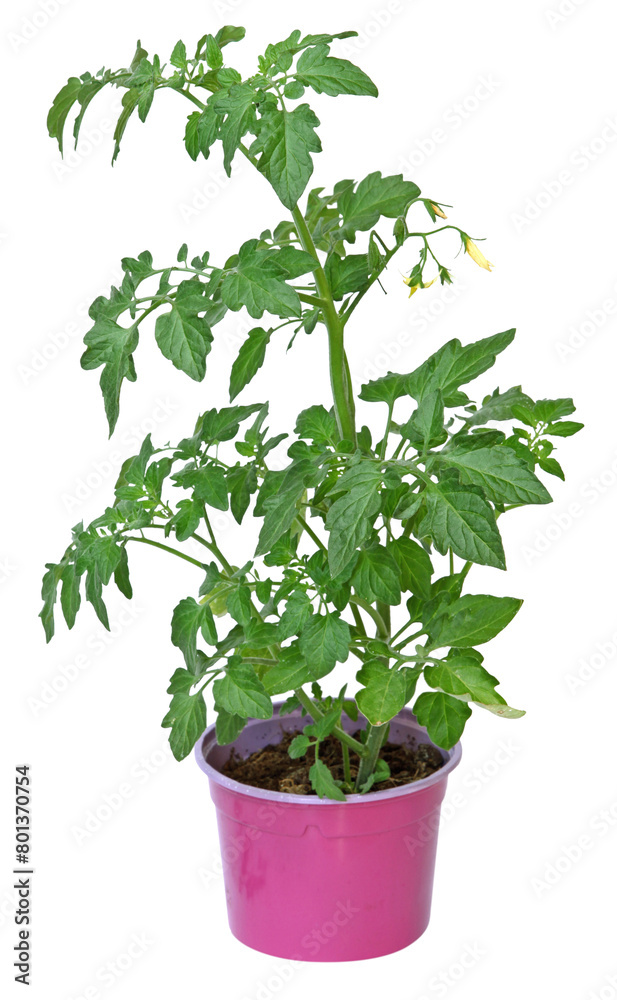 Pied de tomate en pot	