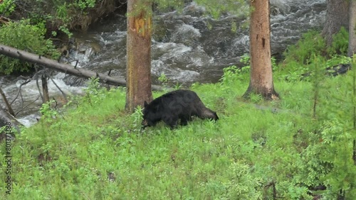 A young black bear walks along Antelope Creek near Tower Falls in Yellowstone National Park.