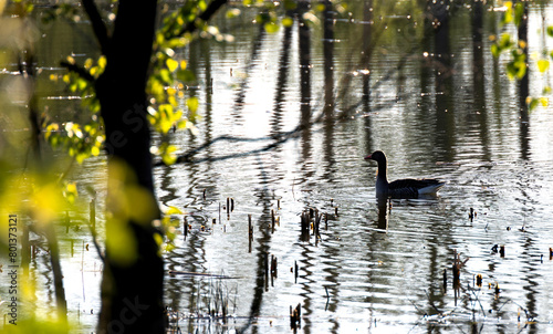 A goose cruising a pond on an April morning