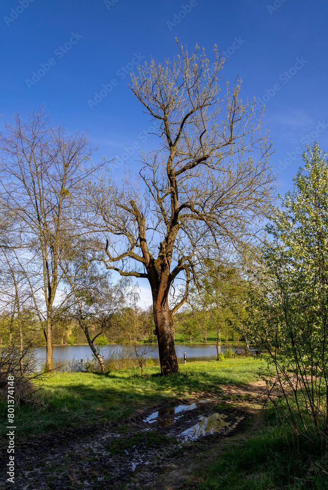 A single spring tree by the pond