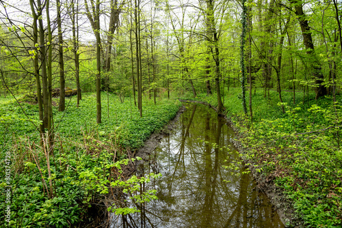 A view of the stream flowing among the greenery