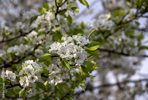 White spring flowers in close-up