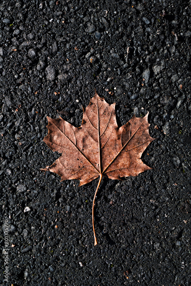 Brown maple leaf on the street in autumn . Fall concept . Vetical shot Brown maple leaf on the street in autumn . Fall concept . Vetical shot