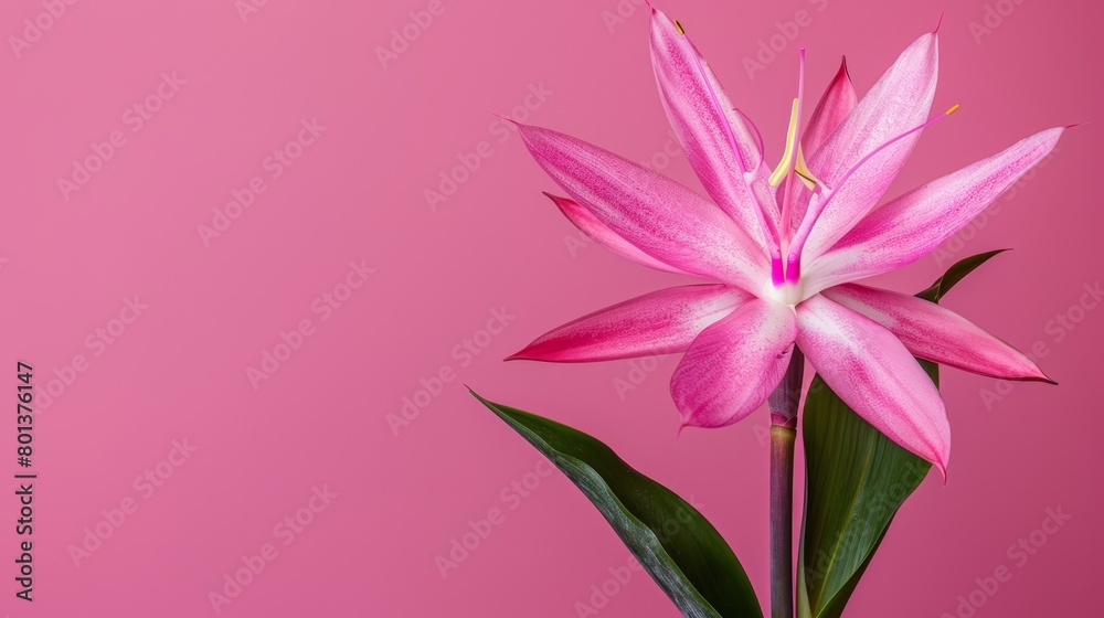  A pink flower with green leaves against a pink background and nearby, a pink wall