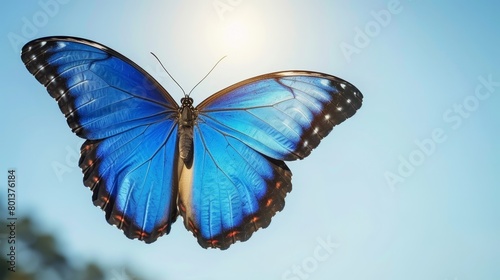   A blue butterfly flies against a radiant sun-kissed blue sky