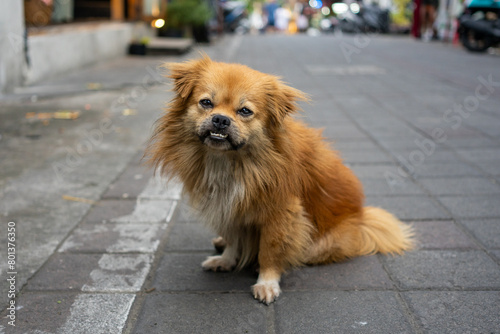 Фотография Pekingese dog with golden brown fur and teeth overlapping mouth, on paved city street - isolated portrait