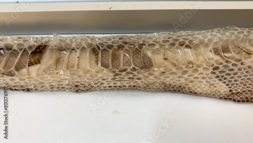Snake skin after molting or ecdysis photo