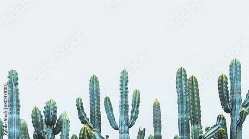 Blue Columnar Cactus reaching upwards, stark against a pure white setting photo