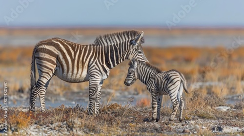  A couple of zebras stand next to each other on a dry grassy expanse Behind them, a body of water stretches out as a backdrop