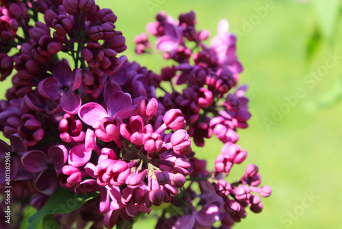 spring flowers, purple lilac flowers close-up, floral background