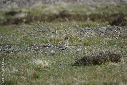 Canvas Print European golden plover (Pluvialis apricaria) UK uplands during breeding season