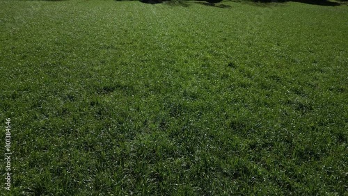 green grass field