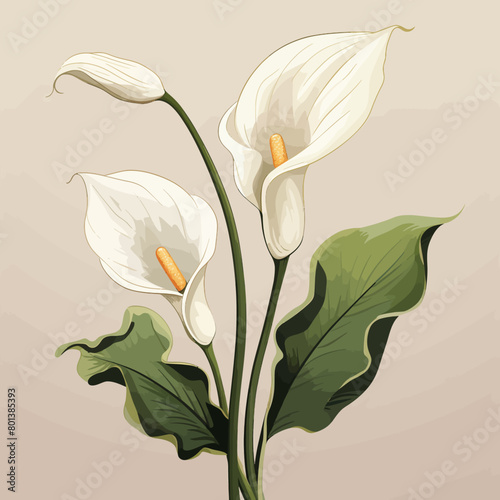 Calla lily flower 