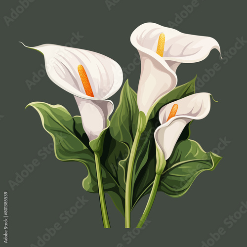 Calla lily flower 