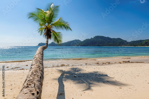 Coconut palm tree above the wild beach in tropical island. 
