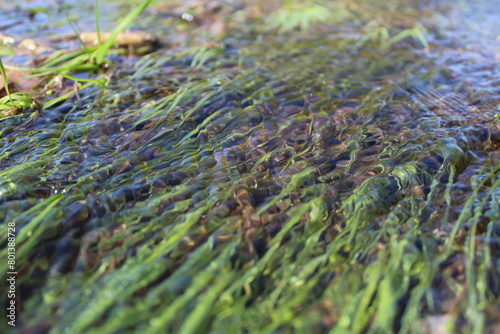 clean water in the stream and green grass in spring