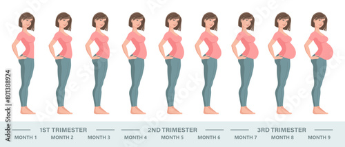 Young pregnant woman set. Fetal growth at different stages of pregnancy, monthly period. Illustration, vector.