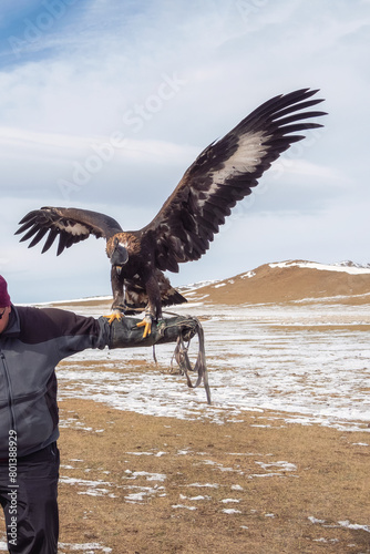 Eagle st of the hand. Portrait of a hunting golden eagle